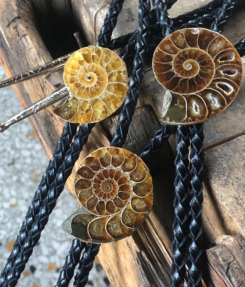 May include: Three bolo ties featuring polished, spiral-shaped ammonite fossils in shades of amber and brown. Each fossil is mounted on a black braided leather cord, with one tie showing silver-toned metal tips with an etched, textured pattern.