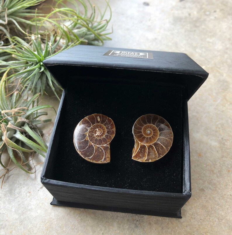 Ammonite Fossil Cufflinks. Golden ratio, men's cufflinks. For Dad, gift for him, groom's cufflinks, beach wedding men, cufflink collector image 3