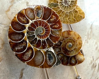 Ammonite Lapel Pin, fossil shell stick pin. Boutonniere, hat pin, groom's wedding suit, lapel pin, paleontology, beach wedding. Fossil lapel