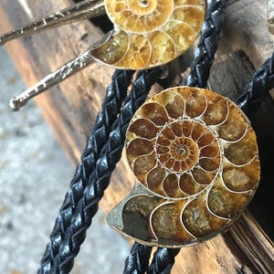 May include: A bolo tie featuring two polished, spiral-shaped ammonite fossils with amber and brown tones. The fossils are mounted on a black braided leather cord, with one fossil serving as the central slide and the other as a decorative accent.