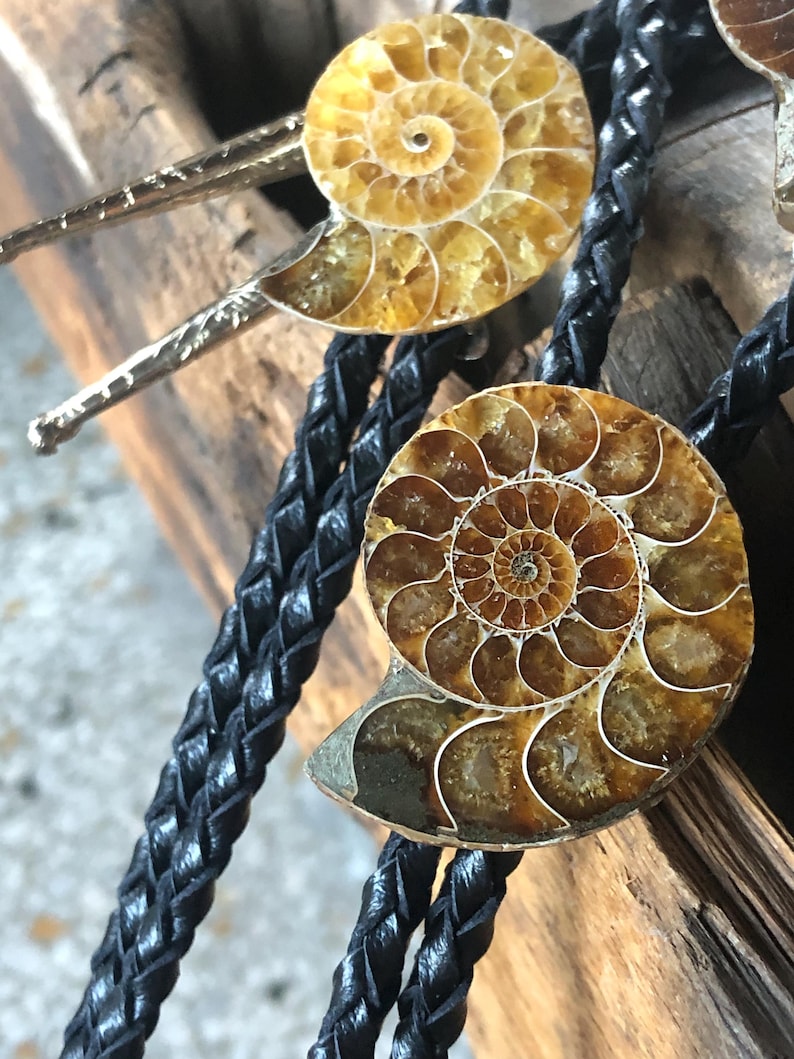 May include: A bolo tie featuring two polished, spiral-shaped ammonite fossils with amber and brown tones. The fossils are mounted on a black braided leather cord, with one fossil serving as the central slide and the other as a decorative accent.