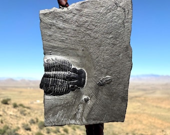 Trilobite Fossil Bolo Tie, Utah Ancient marine arthropod in Shale. Leather and Stone Western Tie. Natural history, paleontology gift for him