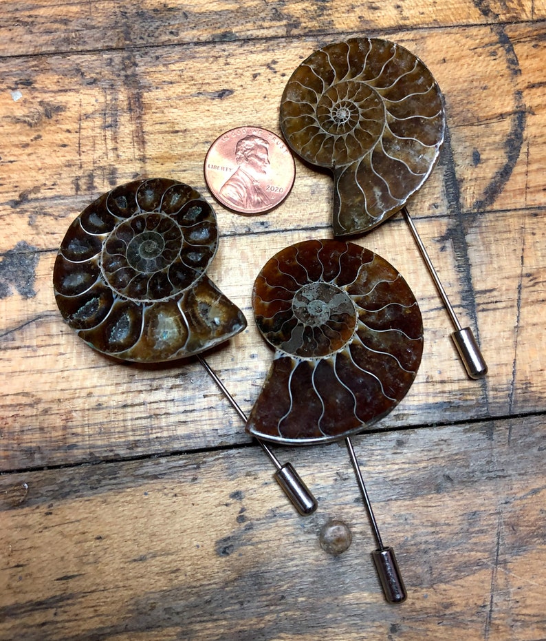 Ammonite Lapel Pin, fossil shell stick pin. Boutonniere, hat pin, groom's wedding suit, lapel pin, paleontology, beach wedding. Fossil lapel XL 1.5 inches