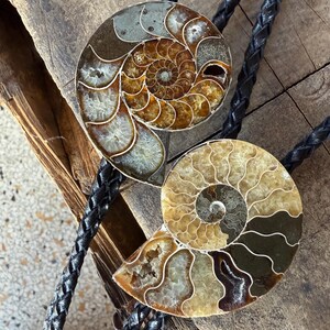 Two bolo ties featuring polished ammonite fossils. The fossils display intricate spiral patterns in shades of brown, tan, and cream. Each tie has a black braided leather cord.