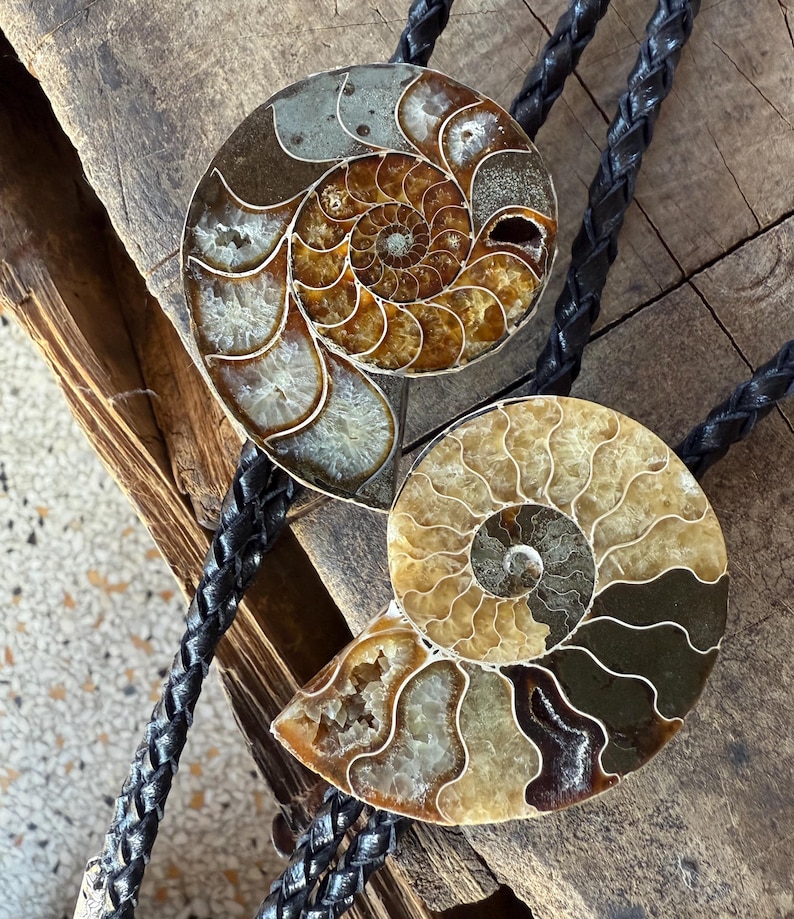 Two bolo ties featuring polished ammonite fossils. The fossils display intricate spiral patterns in shades of brown, tan, and cream. Each tie has a black braided leather cord.