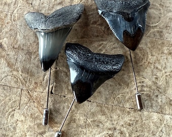 Megalodon Tooth Brooch, Polished Real Fossil Shark Tooth Lapel Pin, Certificate of Authenticity