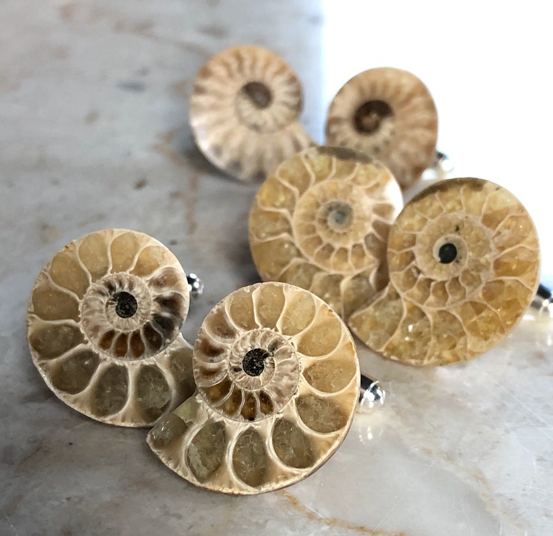 Ammonite Fossil Cufflinks. Golden ratio, men's cufflinks. For Dad, gift for him, groom's cufflinks, beach wedding men, cufflink collector Beige/cream tones