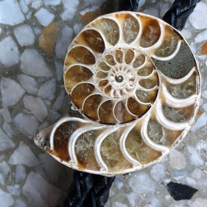 May include: A bolo tie featuring a polished ammonite fossil centrepiece with brown and tan spiral chambers and crystalline textures. The fossil is attached to a black braided leather cord that extends from the top and bottom of the circular shell.