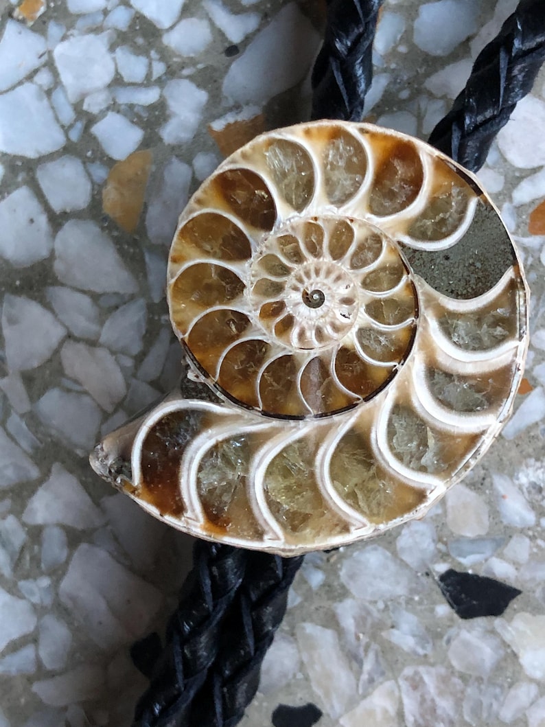 May include: A bolo tie featuring a polished ammonite fossil centrepiece with brown and tan spiral chambers and crystalline textures. The fossil is attached to a black braided leather cord that extends from the top and bottom of the circular shell.