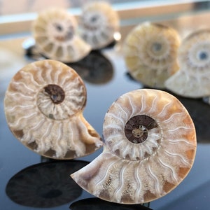 Ammonite Fossil Cufflinks in beige and cream shades with silver French cuff hardware, shown on a black glass table.