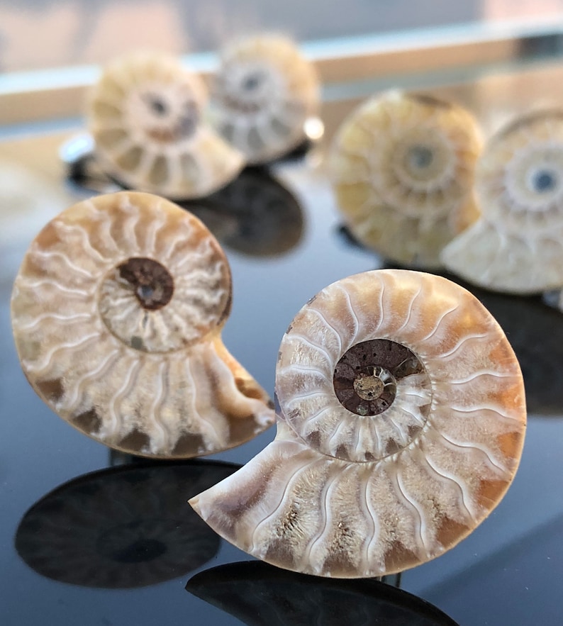 Ammonite Fossil Cufflinks in beige and cream shades with silver French cuff hardware, shown on a black glass table.