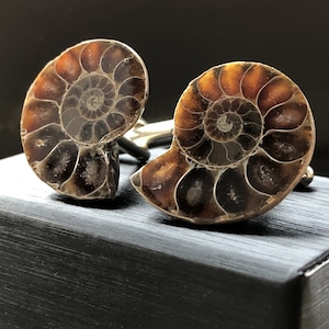 Ammonite Fossil Cufflinks in dark brown shades with silver French cuff hardware, shown on top of a black gift box.