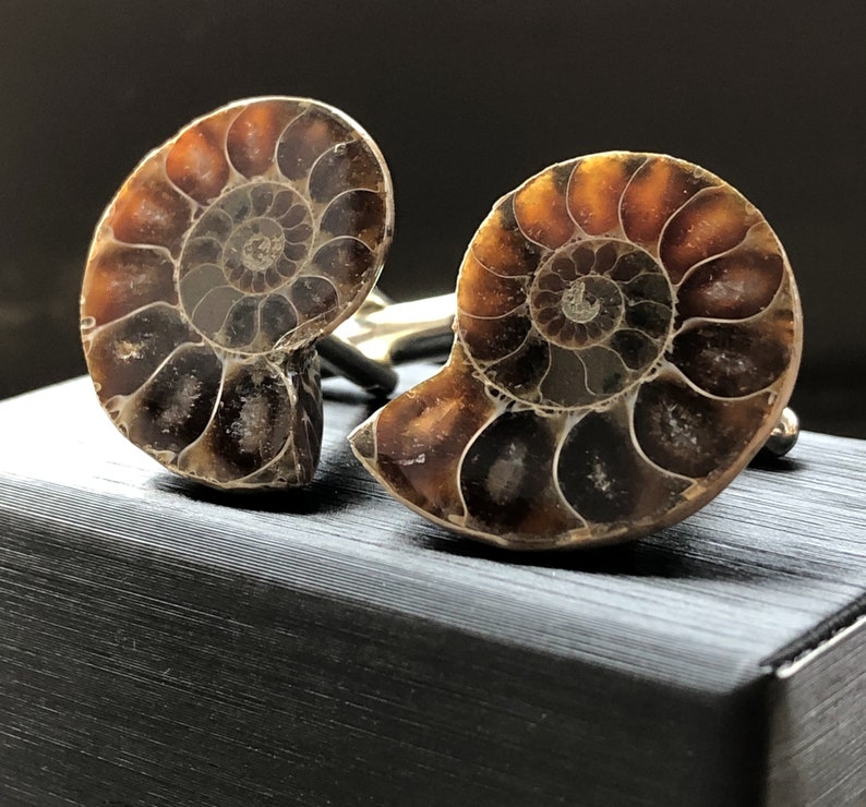 Ammonite Fossil Cufflinks in dark brown shades with silver French cuff hardware, shown on top of a black gift box.