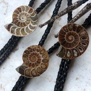 May include: Two bolo ties featuring polished brown and tan ammonite fossil centrepieces with intricate spiral patterns. Each tie consists of a braided black leather cord finished with silver-toned metal tips that have engraved decorative detailing.