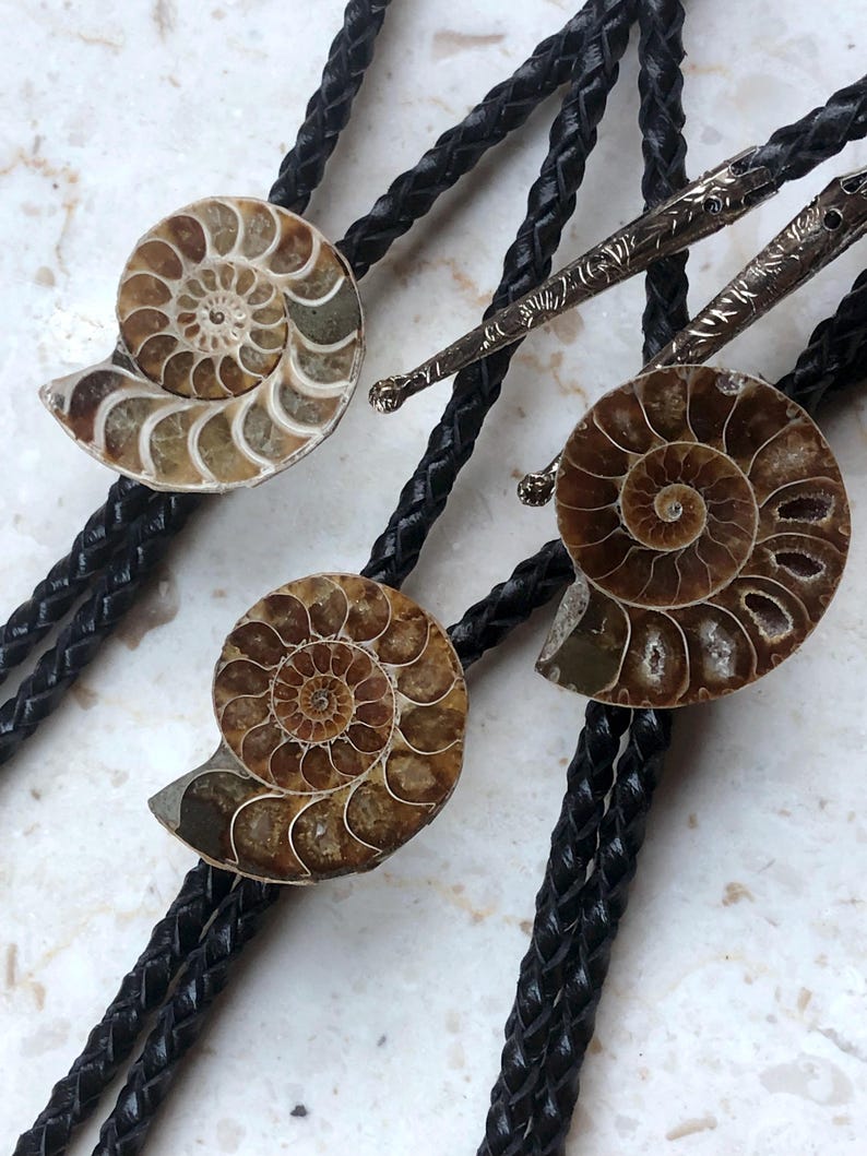 May include: Two bolo ties featuring polished brown and tan ammonite fossil centrepieces with intricate spiral patterns. Each tie consists of a braided black leather cord finished with silver-toned metal tips that have engraved decorative detailing.
