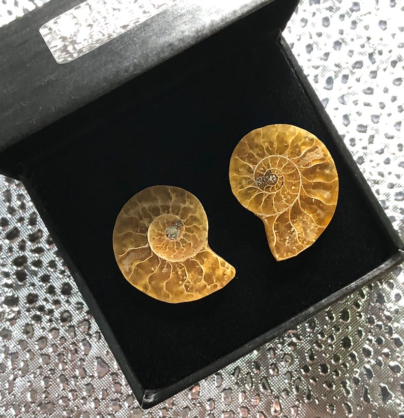 Ammonite Fossil Cufflinks in honey yellow shades in their black gift/presentation box.