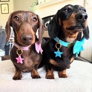 May include: Two Dachshund dogs, one brown and one black, sit side-by-side. The brown dog wears a pink collar and bow tie with a star charm. The black dog has a blue collar and bow tie with a star charm. Both dogs have gold-colored hardware.