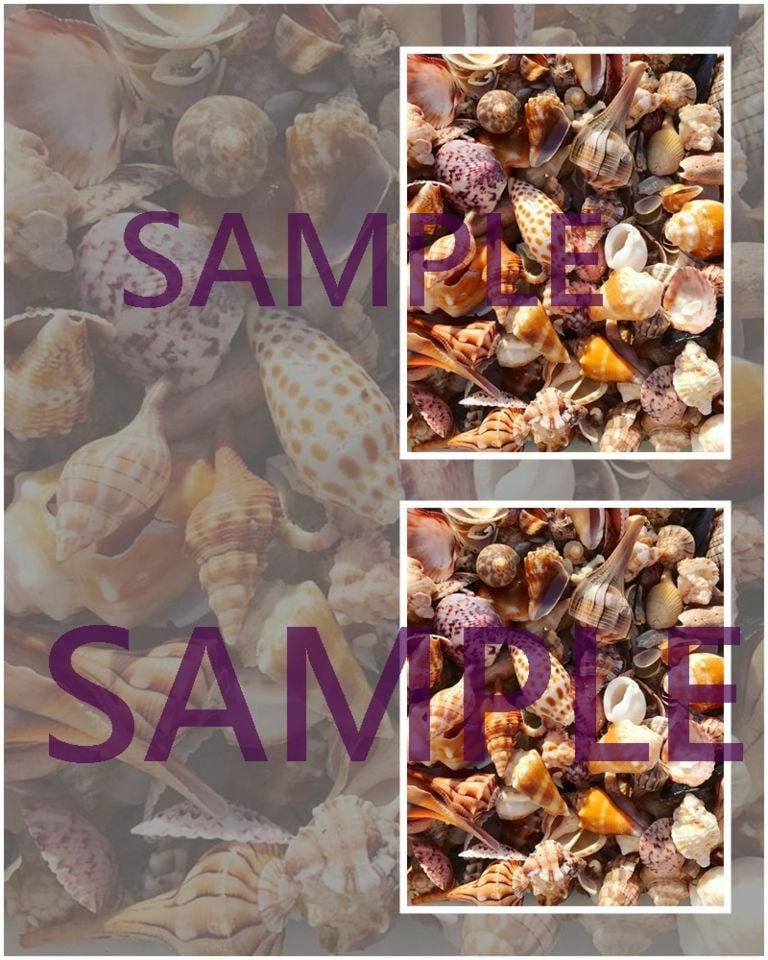 Sea Shell Greeting Cards and Gift Tags to Print