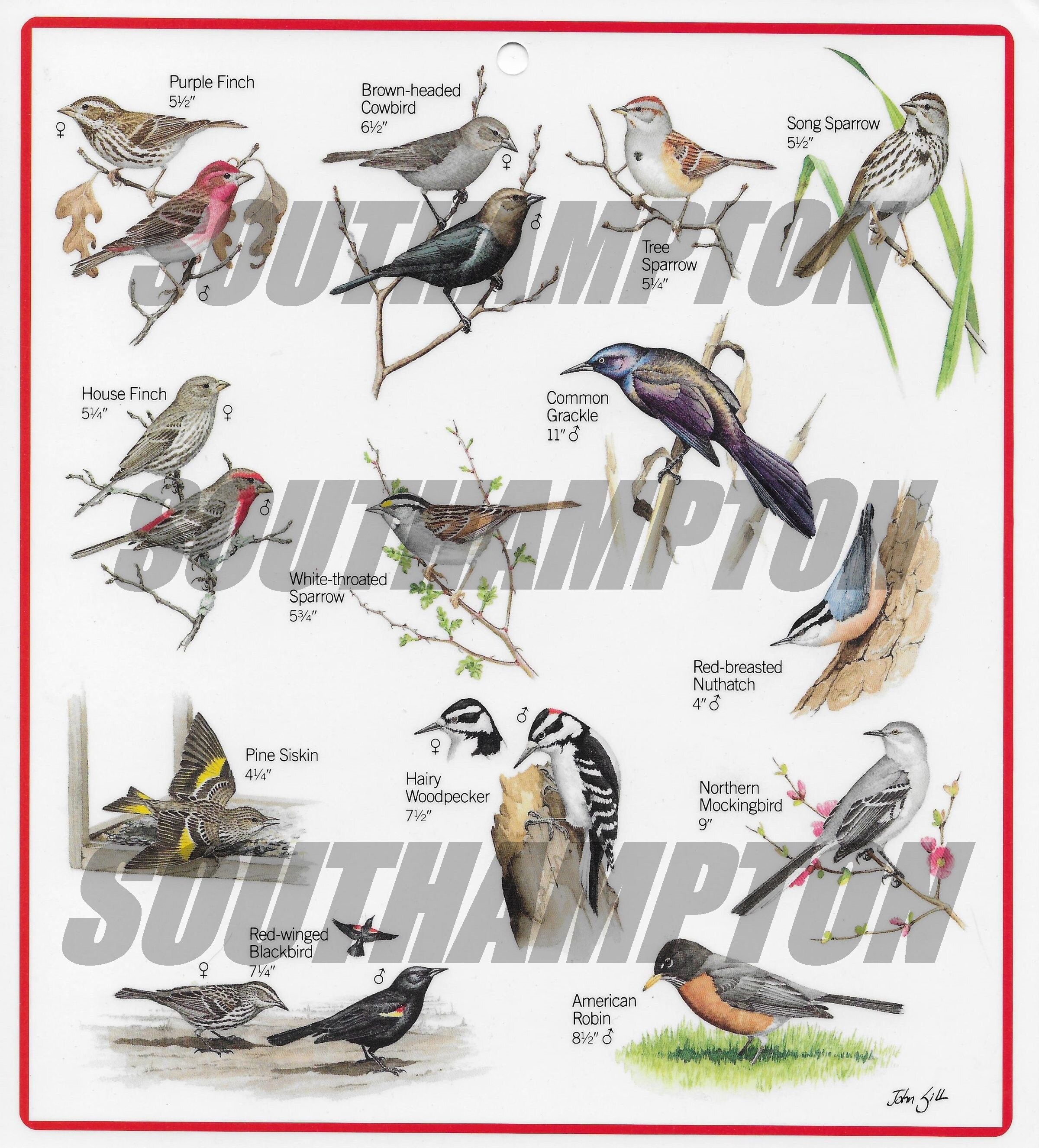 Bird Identifier Digital Download
