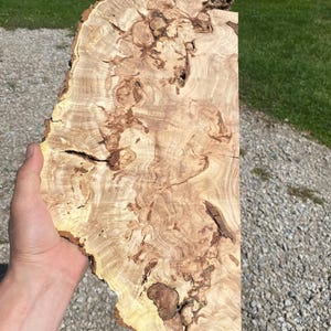 Kentucky Coffee Tree Burl Slice: Epoxy Resin Art, Air Dried