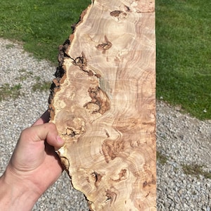 Kentucky Coffee Tree Burl Slice: Epoxy Resin Art, Air Dried