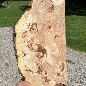 Kentucky Coffee Tree Burl Slice: Epoxy Resin Art, Air Dried