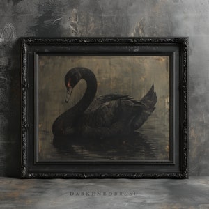 Puede incluir: Un cisne negro con un pico rojo nada en un estanque oscuro y turbio. El cisne est&aacute; enmarcado en un marco negro adornado.