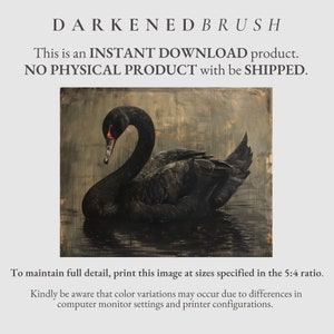 Puede incluir: Una pintura digital de un cisne negro con un fondo oscuro. El cisne est&aacute; nadando en el agua con la cabeza girada hacia un lado. La pintura tiene un efecto texturizado, de pinceladas.