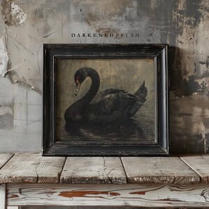 Puede incluir: Una imagen enmarcada en negro de un cisne negro nadando en un cuerpo de agua oscuro. El marco tiene un acabado de madera oscura desgastada. El texto "DARKENED BRUSH" est&aacute; impreso sobre la imagen.