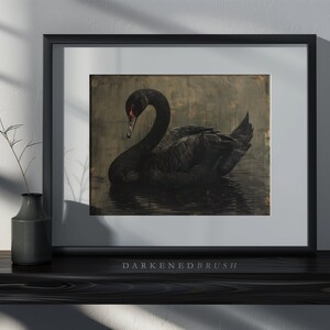 Puede incluir: Un cisne negro con un pico rojo nada en un cuerpo de agua oscuro y tranquilo. El cisne est&aacute; enmarcado por un paspart&uacute; blanco y un marco negro. La imagen se titula "Darkened Brush".