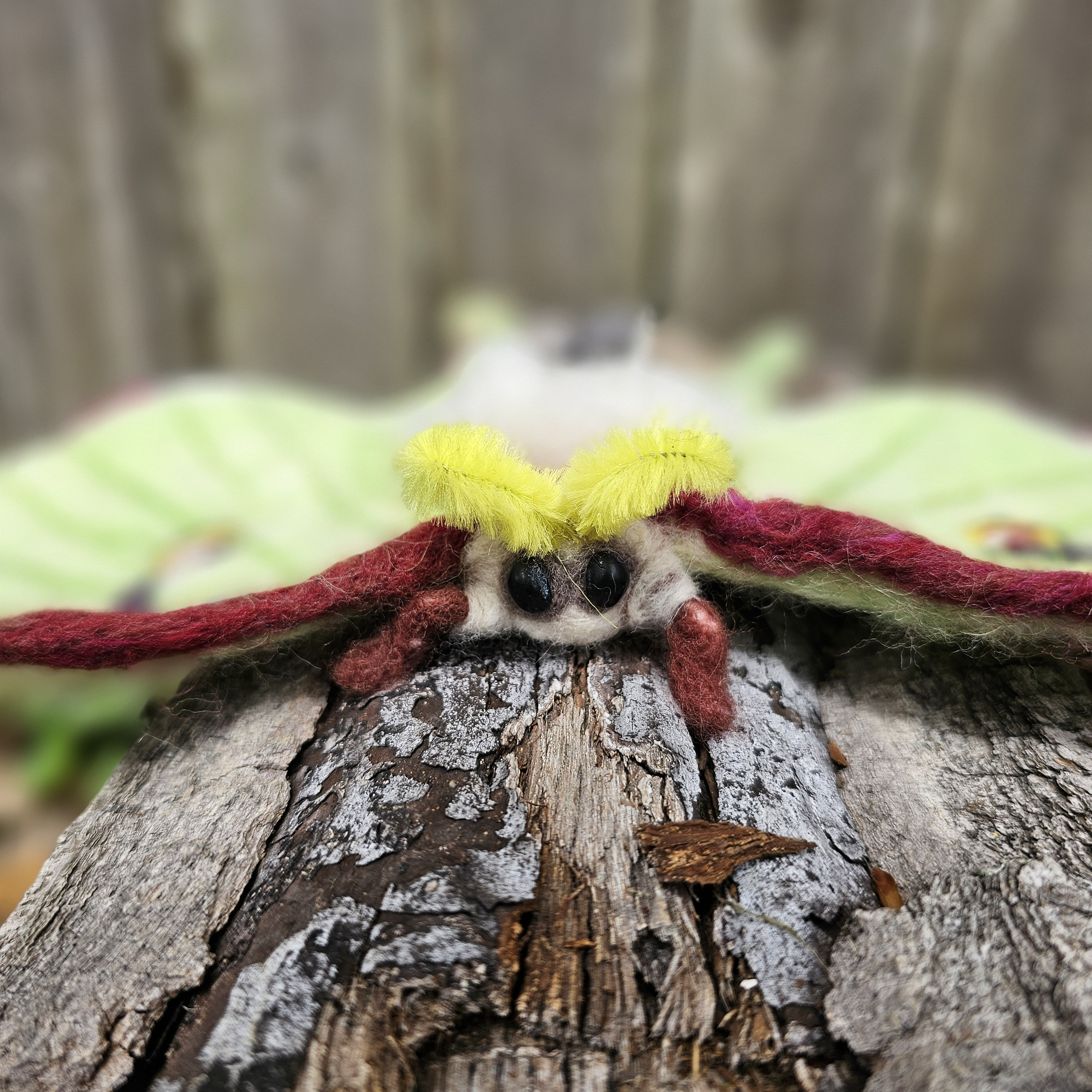 羊毛フェルト luna Needle Felted Luna Moth - Etsy
