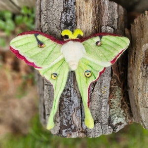 Needle Felted Luna Moth
