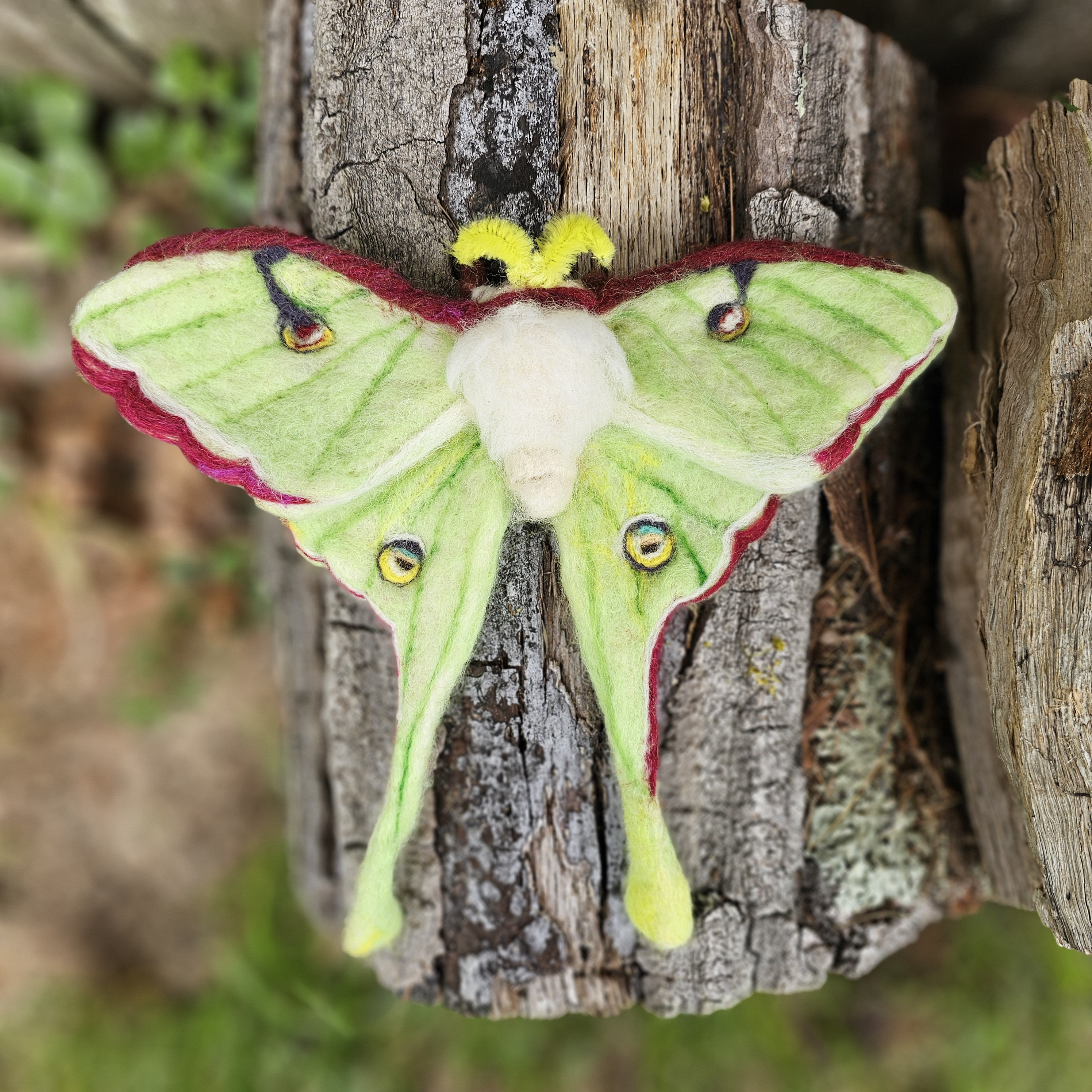 羊毛フェルト luna Needle Felted Luna Moth - Etsy