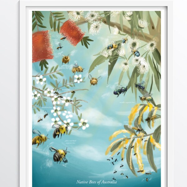 Native Bees Poster - Australian educational science / entomology poster of Australian native bees and native flora