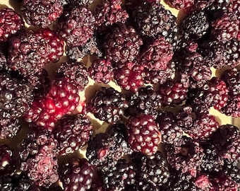 May include: A close-up shot of a pile of ripe blackberries. The berries are a deep, rich purple and black color, with some showing a vibrant red hue. The image is well-lit, highlighting the texture and detail of the fruit.