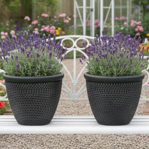 May include: Two black woven-textured planters filled with lavender plants. The lavender has vibrant purple flowers and green foliage. The planters are on a white bench with a decorative metal back, with a garden in the background.