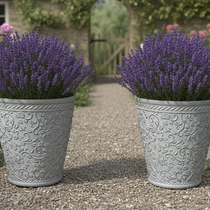 May include: Two grey, ornate flower pots filled with vibrant purple lavender plants. The pots have a detailed, embossed design and sit on a gravel path, creating a serene garden scene. The background includes greenery and a glimpse of a building.