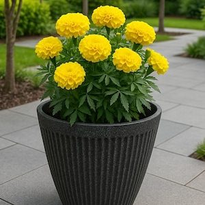 May include: A potted marigold plant with bright yellow flowers and green leaves. The plant is in a textured, dark grey pot. The image is taken outdoors, with a blurred background of trees and a paved pathway.
