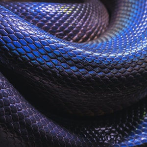 May include: Close-up of a dark blue snake's scales, showing the intricate pattern and texture of its skin.