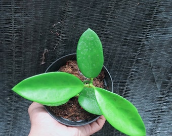 FLORA, Hoya Monetteae SP Sulawesi, free phytosanitary