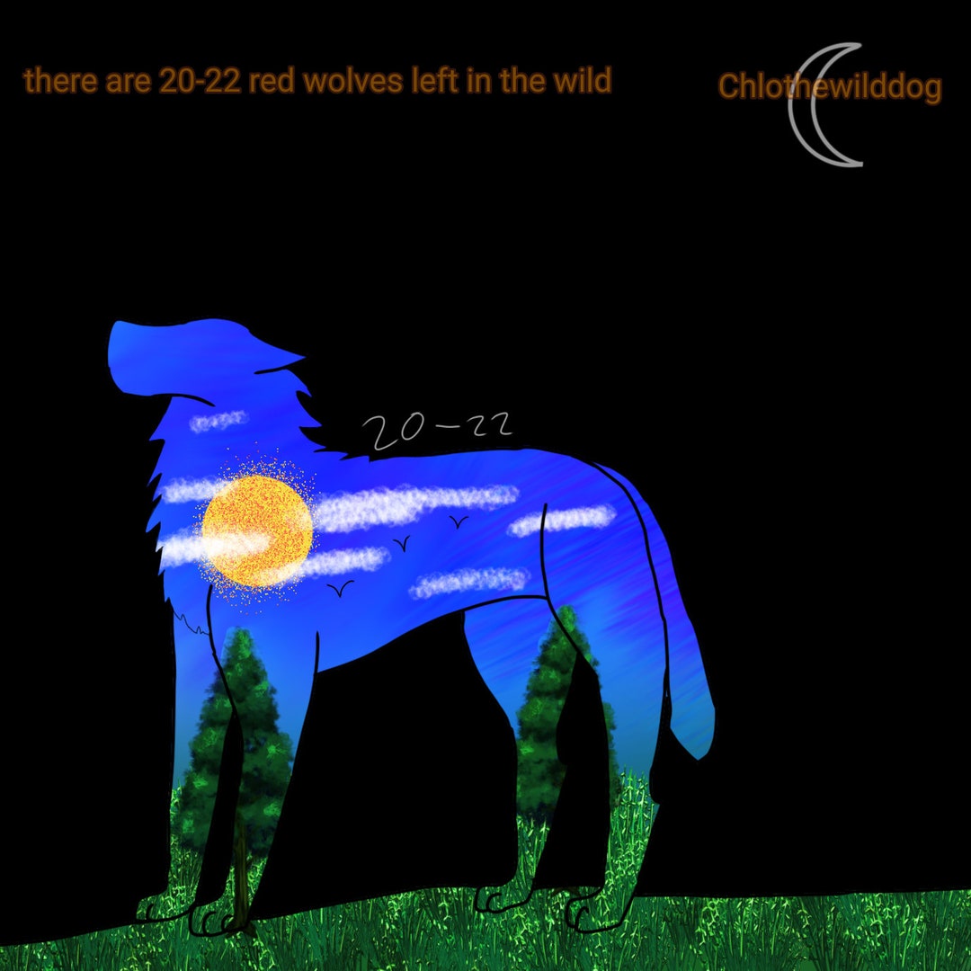 Red Wolf Endangered Posters - Etsy