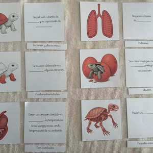 May include: Educational flashcards featuring illustrations of a turtle, lungs, heart, and turtle skeleton. The cards also include text prompts in Spanish, such as "Su piel está cubierta de..." and "Respiran a través de..." for learning.