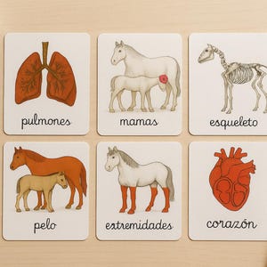 Op de afbeelding: Educatieve flashcards met illustraties van paardenanatomie en interne organen. Elke kaart toont een gelabelde afbeelding van de longen, het hart, het skelet en andere lichaamsdelen. De kaarten zijn gerangschikt op een licht houten oppervlak.