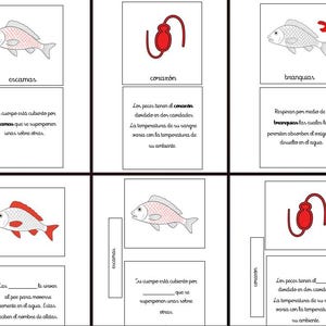 Puede incluir: Tarjetas educativas con ilustraciones de anatomía de peces. Cada tarjeta presenta un diagrama etiquetado de un pez y un término en español. Las tarjetas están dispuestas en una cuadrícula, con un fondo blanco. Incluye 'extremidades' y 'escamas'.