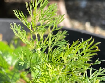 May include: Close-up of vibrant green dill plant with delicate, feathery leaves. The plant is illuminated by sunlight, showcasing its texture and color. The image highlights the fresh, healthy appearance of the herb, perfect for culinary use.
