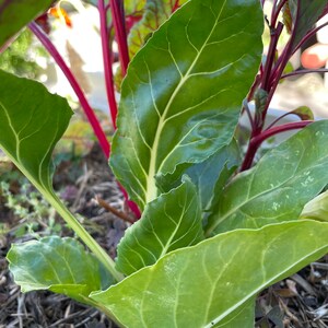 Swiss chard seeds
