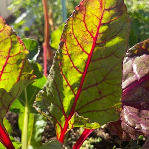 Swiss chard (red) seeds