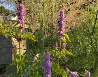 May include: Close-up of purple flowering plants with green leaves in a garden setting. The flowers are tall and spiky, with a vibrant purple hue. The background features other greenery and a glimpse of a house.