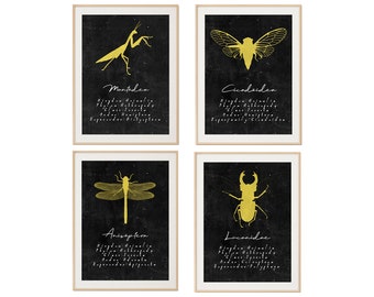 Insect Prints for Bug Lovers, Entomology Art, Cicada, Praying Mantis, Dragonfly, Stag Beetle Silhouettes, Science Decor