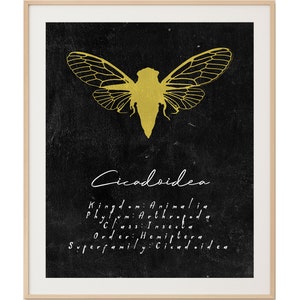 Cicada Insect Art Print, Scientific Illustration, Artwork for Bug Lovers, Entomology Poster, Scientific Illustration